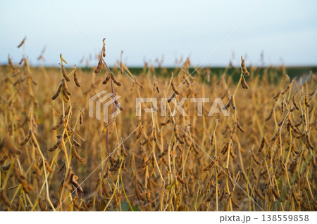 Dry soybean plants in a cultivated farmland field at the end of the growing season. Mature legume crops, sustainable agriculture Dry soybean plants in a cultivated farmland field at the end of the growing season. Mature legume crops, sustainable agriculture 138559858