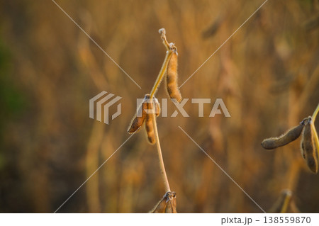 Single soybean pod on plant captured with shallow depth of field highlighting crop maturity and agricultural detail Single soybean pod on plant captured with shallow depth of field highlighting crop maturity and agricultural detail 138559870