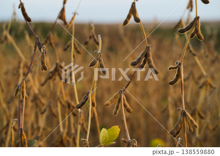 Ripe soybean pods across agricultural field in autumn with soft light symbolizing harvest season and rural farming life 138559880