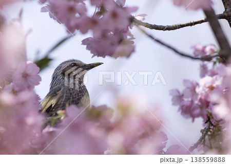 ピンクの桜の花とヒヨドリ ピンクの桜の花とヒヨドリ 138559888