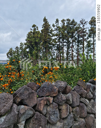 This is a Jeju tangerine farm with basalt stone walls. This is a Jeju tangerine farm with basalt stone walls. 138559902