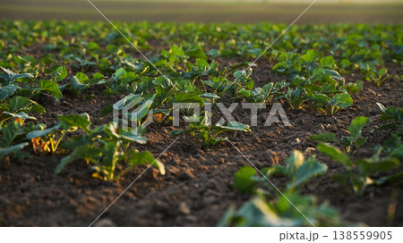 Low-angle view of young rapeseed crop growing on cultivated farmland at sunrise, agriculture, oilseed production and rural landscape concept 138559905