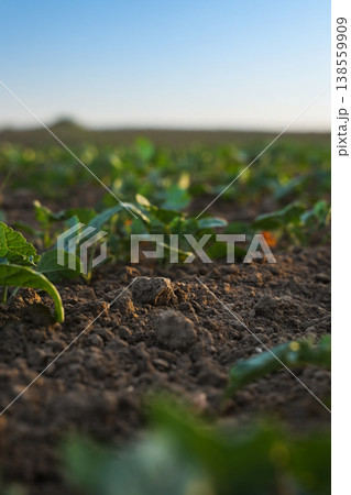 Early stage oilseed rapeseed and canola crop growing in rows on fertile farmland, sustainable agriculture concept Early stage oilseed rapeseed and canola crop growing in rows on fertile farmland, sustainable agriculture concept 138559909