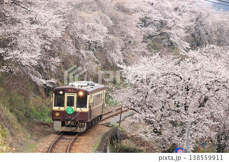 わたらせ渓谷鐵道「桜並木のカーブを走る列車」 138559911