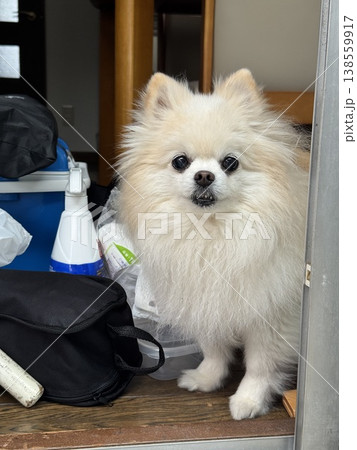 愛犬モコ 愛犬モコ 138559917