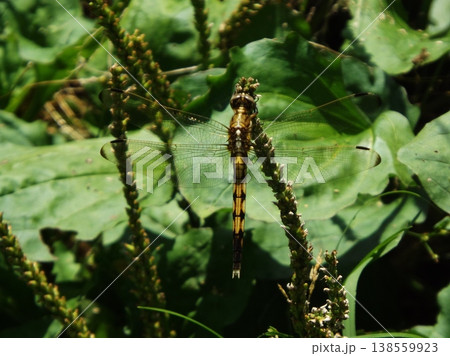 メスのシオカラトンボ メスのシオカラトンボ 138559923