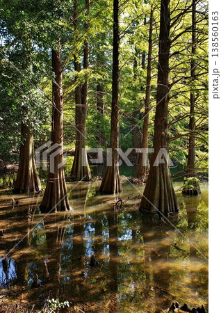 篠栗九大の森 神秘的な光景 落羽松(ラクウショウ) 篠栗九大の森 神秘的な光景 落羽松(ラクウショウ) 138560163