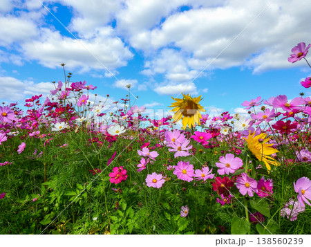 色とりどりのコスモスとヒマワリが咲くお花畑と青空 色とりどりのコスモスとヒマワリが咲くお花畑と青空 138560239