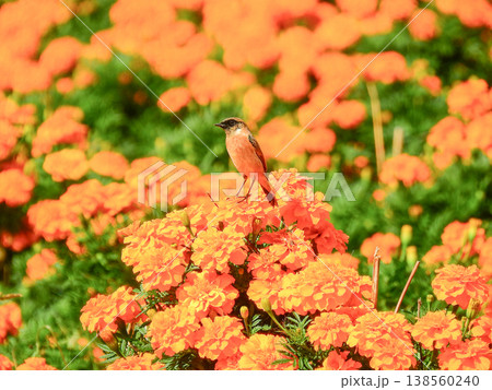 オレンジ色の花マリーゴールドにとまるノビタキの雌 138560240