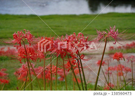 宮若市　犬鳴川河川公園　彼岸花祭り　 138560473