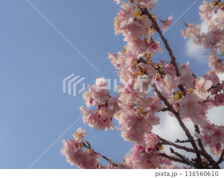 青空と桜 138560610