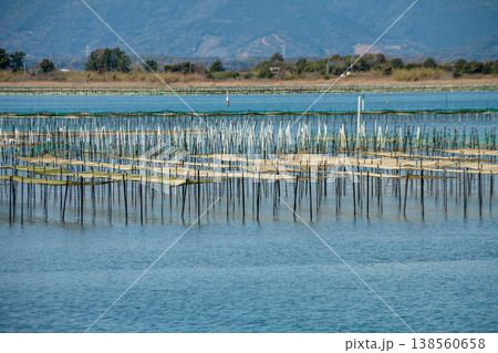 アオサ養殖の漁場（静岡県浜名湖） 138560658