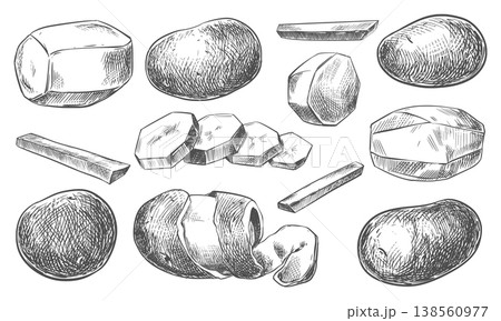 Vector potatoes whole, halved, sliced, and peeled. Vector sketch, hand-drawn with ink and brush. Line illustration of the autumn harvest. 138560977