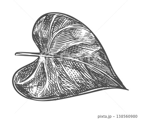 Lilac leaf sketch. Vector illustration of this leafy vegetable. Engraving. A sweet potato leaf lies on a table against a white background. Hand-drawn, imitating etching. Lilac leaf sketch. Vector illustration of this leafy vegetable. Engraving. A sweet potato leaf lies on a table against a white background. Hand-drawn, imitating etching. 138560980