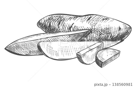 Sweet potato sketch. Vector composition of a whole yam vegetable and a camote slice lying on a table. Hand drawn illustration imitating an engraving. Line Ink outline drawing of a Ipomoea batatas. 138560981