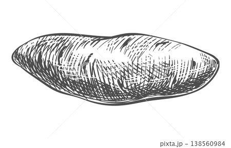 Sweet potato sketch. Vector illustration of vegetable. Whole sweet Ipomoea batatas root isolated on white background. Hand-drawn, imitating an engraving. Ink line art of batat. 138560984