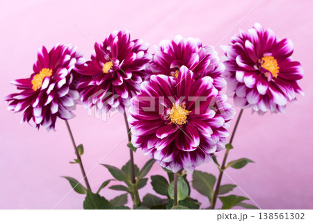 ピンク背景の白い縁どりの赤紫のダリアの花 ピンク背景の白い縁どりの赤紫のダリアの花 138561302