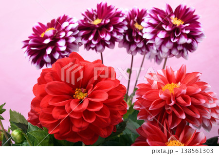 ピンク背景の赤と赤紫のダリアの花 ピンク背景の赤と赤紫のダリアの花 138561303