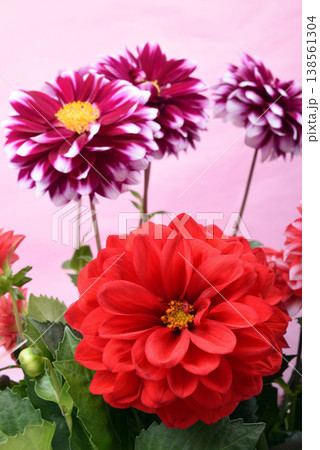 ピンク背景の赤と赤紫のダリアの花 138561304
