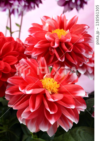 ピンク背景の白い縁どりの赤いダリアの花のアップ 138561305