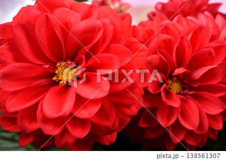 赤いダリアの花のアップ 138561307