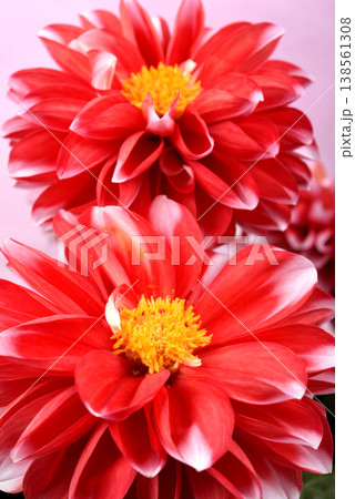 ピンク背景の白い縁どりの赤いダリアの花のアップ 138561308