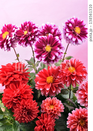 ピンク背景の赤と赤紫のダリアの花 138561310