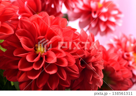 ピンク背景の赤いダリアの花のアップ 138561311