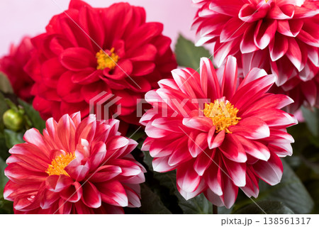 ピンクの背景の白い縁どりの赤いダリアの花のアップ 138561317