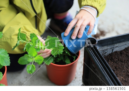 植え替え 植え替え 138561501