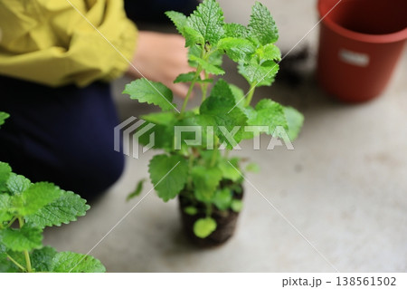 植え替え 植え替え 138561502