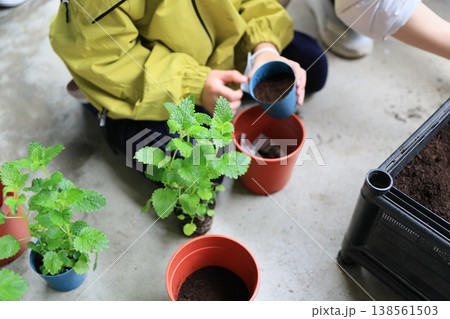 植え替え 植え替え 138561503