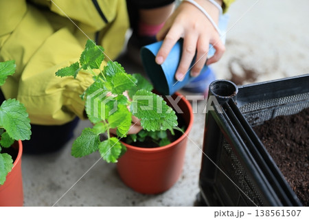 植え替え 植え替え 138561507