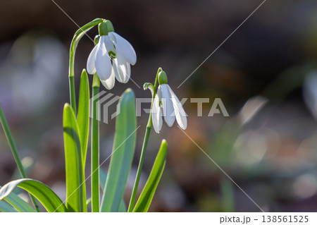 Common Snowdrop blooms brightly in the spring forest showcasing delicate white petals against a blurred natural background Common Snowdrop blooms brightly in the spring forest showcasing delicate white petals against a blurred natural background 138561525