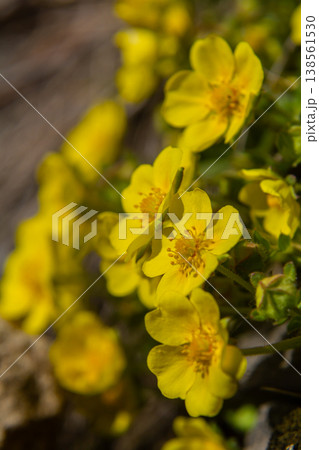 Bright yellow flowers of Potentilla reptans flourish in a sunny meadow during the spring months 138561530