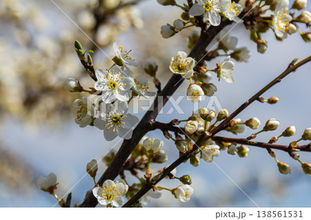 Spring blooms of Prunus cerasifera display delicate white flowers against a clear sky 138561531