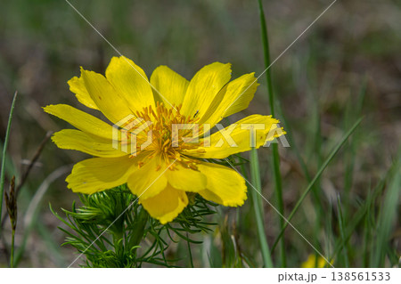Bright yellow Adonis flower blooming in a natural habitat during spring season Bright yellow Adonis flower blooming in a natural habitat during spring season 138561533