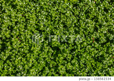 Common chickweed blooms profusely among lush green foliage in a sunny garden setting during the spring season 138561534