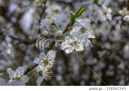 Blooming Prunus cerasifera displays delicate white flowers on a sunny spring day bringing beauty to the landscape Blooming Prunus cerasifera displays delicate white flowers on a sunny spring day bringing beauty to the landscape 138561543