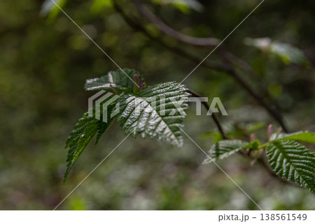 Emerging coltsfoot flowers highlighting the onset of spring in a lush forest setting amidst fresh green leaves Emerging coltsfoot flowers highlighting the onset of spring in a lush forest setting amidst fresh green leaves 138561549
