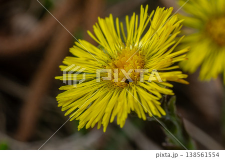 Coltsfoot blooms vibrantly in spring showcasing its bright yellow flowers in a natural environment Coltsfoot blooms vibrantly in spring showcasing its bright yellow flowers in a natural environment 138561554