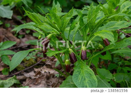 Scopolia carniolica blooms in a spring forest showcasing belladonna and henbane characteristics Scopolia carniolica blooms in a spring forest showcasing belladonna and henbane characteristics 138561556