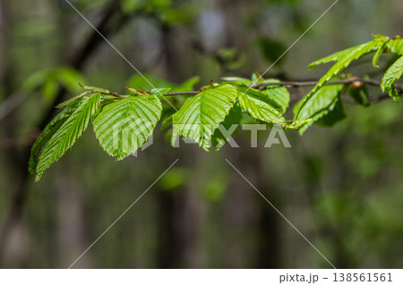 Bright green leaves of coltsfoot in a sunlit forest during springtime showcasing the fresh growth and seasonal renewal of nature 138561561