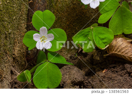 Common wood sorrel blooms among moist earth and trees in a serene and shaded forest during springtime highlighting delicate white flowers and vibrant green leaves Common wood sorrel blooms among moist earth and trees in a serene and shaded forest during springtime highlighting delicate white flowers and vibrant green leaves 138561563