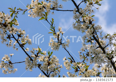 Cherry blossoms bloom in spring under a clear blue sky creating a serene landscape filled with white flowers that celebrate the season's beauty Cherry blossoms bloom in spring under a clear blue sky creating a serene landscape filled with white flowers that celebrate the season's beauty 138561573