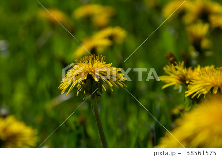 Bright yellow flowers of common dandelion flourish among lush green grass in a vibrant spring landscape under warm sunlight Bright yellow flowers of common dandelion flourish among lush green grass in a vibrant spring landscape under warm sunlight 138561575
