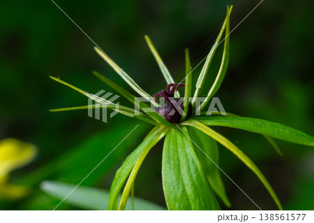 Woodland plant Paris quadrifolia displays unique dark berry in lush green foliage during springtime in a serene forest setting 138561577
