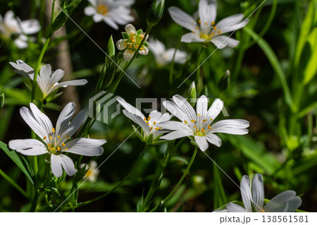 Springtime blossom of stitchwort Stellaria holostea thriving in the woodland undergrowth with delicate white petals and sunny yellow centers Springtime blossom of stitchwort Stellaria holostea thriving in the woodland undergrowth with delicate white petals and sunny yellow centers 138561581