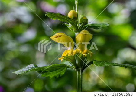 Galeobdolon luteum displaying vibrant yellow blossoms among lush green foliage in a woodland setting 138561586