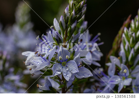 Garden Speedwell thrives with delicate blue flowers after rainfall in a serene garden setting Garden Speedwell thrives with delicate blue flowers after rainfall in a serene garden setting 138561588